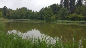 Mountain pond.